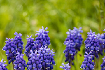 Grape Hyacinths close-up