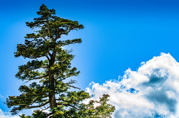 A Tree in front of a Beautiful Sky