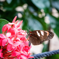 butterfly on a flower