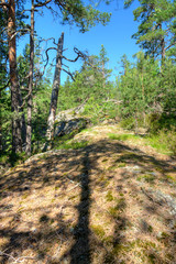 in the woods