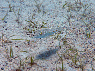 Porcupine fish, blow fish, balloon fish. Beautifully camouflaged