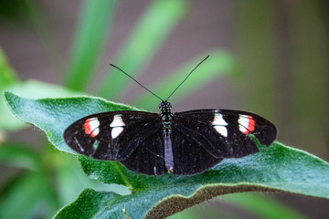 butterfly on a flower