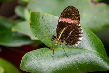 butterfly on a flower