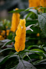 butterfly house plants