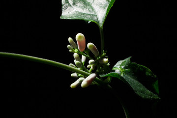 つる植物のつぼみ