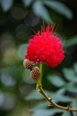 butterfly house plants