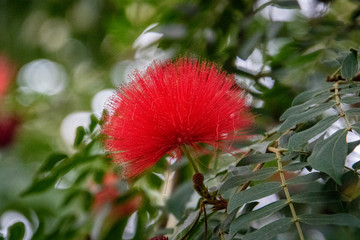 butterfly house plants