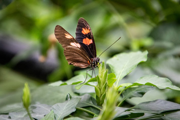 butterfly on a flower
