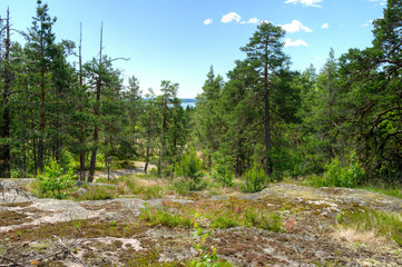 Obraz premium in the woods