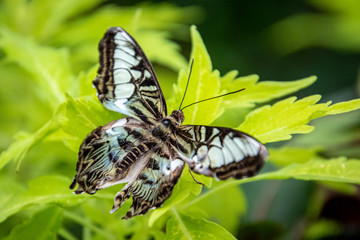 butterfly on a flower