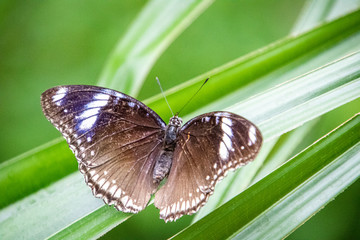 butterfly on a flower