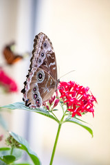 butterfly on a flower