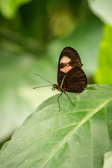 butterfly on a flower