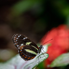 butterfly on a flower