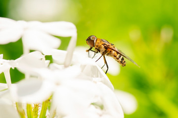 Brown Bee Fly also known as Humbleflies.