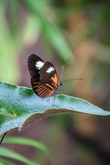 butterfly on a flower