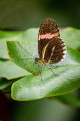 butterfly on a flower