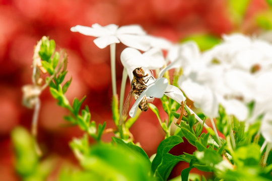 Brown Bee Fly also known as Humbleflies.