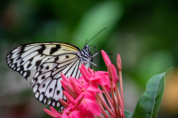 butterfly on a flower
