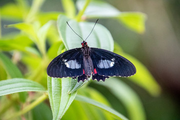 butterfly on a flower
