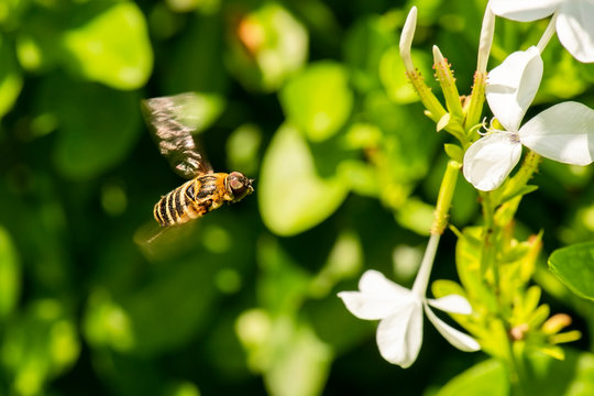 Brown Bee Fly also known as Humbleflies.