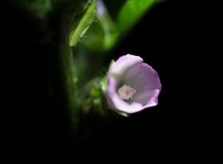 小さなピンクの花