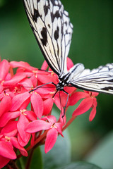 Fototapeta na wymiar butterfly house plants