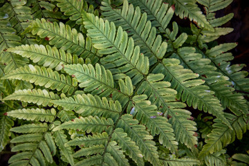 butterfly house plants