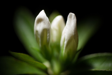 白いツツジのつぼみ