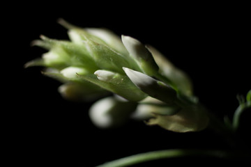 白いツツジのつぼみ