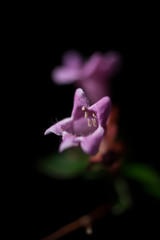 Fototapeta na wymiar ピンクの小さい花