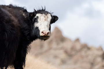 Portrait of yack and yacks grazing in central-asian alpine autumn winter landscape in the Tian Shan Mountains
