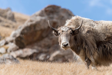 Portrait of yack and yacks grazing in central-asian alpine autumn winter landscape in the Tian Shan...