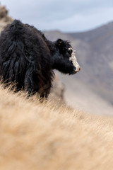 Portrait of yack and yacks grazing in central-asian alpine autumn winter landscape in the Tian Shan Mountains