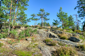 in the woods