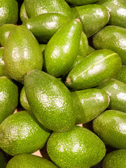 Background a lot of green avocado on top shot.