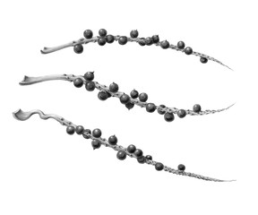 Acai Palm Berries and Branches Hand-drawn Pencil Illustration Isolated on White with Clipping Path