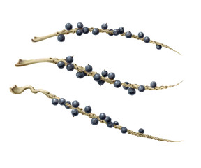 Acai Palm Berries and Branches Hand-drawn Pencil Illustration Isolated on White with Clipping Path