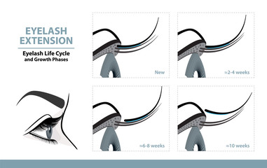Lash Extension Life Cycle. How Long Do Eyelash Extensions Stay On. Side View. Infographic Vector Illustration