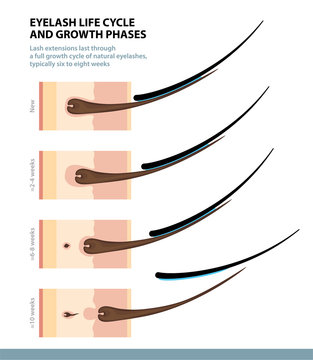Eyelash Life Cycle and Growth Phases. How Long Do Eyelash Extensions Stay On. Macro Side View. Guide. Infographic Vector Illustration