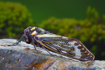 Cicada : Blue butterfly-wings cicada (Distantalna splendida) is a cicada species from southeast Asia (Thailand, Myanmar and India) Butterfly cicadas with broad multicolor wings. Summer insect.