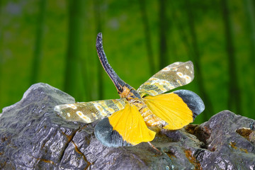 Dark-horned Lantern-fly (Pyrops spinolae), The unicorns of the insect world. Selective focus,...