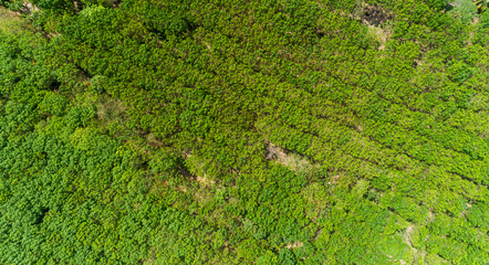 Aerial view Drone flying shot Top view rubber trees plantation.
