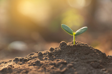 Growing plant,Young plant in the morning light on ground background, New life concept.Small plants on the ground in spring.fresh,seed,Photo fresh and Agriculture concept idea.