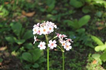 高く伸ばした茎の先にたくさん咲くクリンソウの花