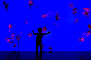 silhouette of a boy looking at the jellyfish in a giant aquarium 