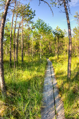 Swamp