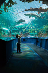 boy walking through a tunnel at aquarium with sharks swimming above him