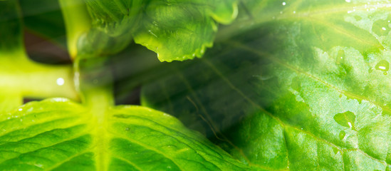 Green Leaves close-up with rain drops, black background