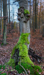 A trunk of an old beech tree covered with abnormal thickening and mosses.